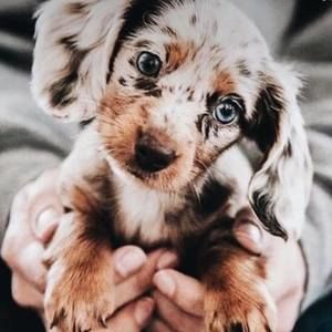 Meet your Posher, Sheridan